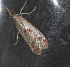 Syntonarcha iriastis