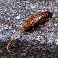 Chydarteres octolineatus