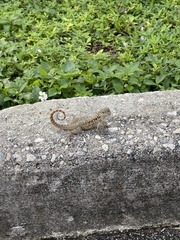 Leiocephalus carinatus