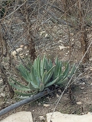 Dudleya virens
