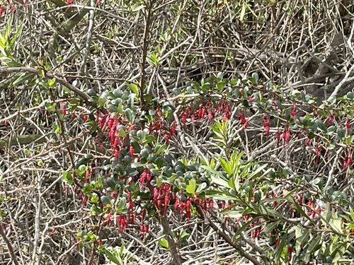 iNaturalist observation photo of Fuchsiaflower Gooseberry