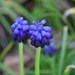 Grape Hyacinths - Photo (c) David Renoult, some rights reserved (CC BY-NC)