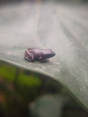 Eleutherodactylus cystignathoides