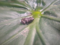 Eleutherodactylus cystignathoides