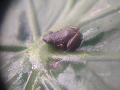 Eleutherodactylus cystignathoides