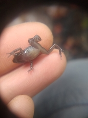 Eleutherodactylus cystignathoides