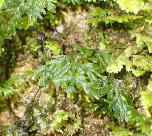 Image of Crepidomanes melanotrichum by (c) Nicola van Berkel, some rights reserved (CC BY-SA)