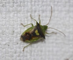 Sastragala versicolor