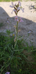 Matthiola longipetala livida