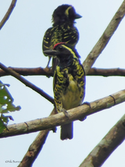 Buccanodon duchaillui