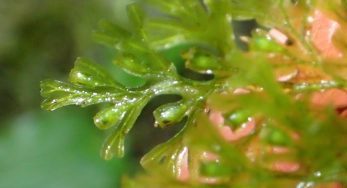 Image of Crepidomanes melanotrichum by (c) Nicola van Berkel, some rights reserved (CC BY-SA)