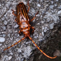 Chydarteres octolineatus