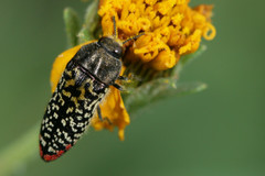 Acmaeodera haemorrhoa