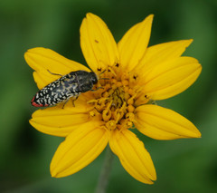Acmaeodera haemorrhoa