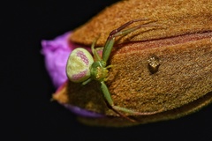 Misumenops rubrodecoratus