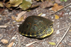 Trachemys venusta venusta