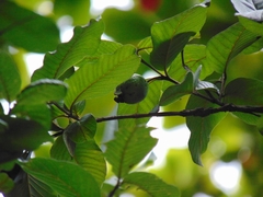 Psidium guajava