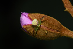 Misumenops rubrodecoratus