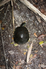 Trachemys venusta venusta