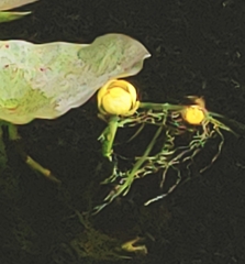 Nuphar advena image