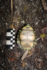 Trachemys venusta venusta