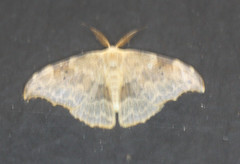 Drepaninae