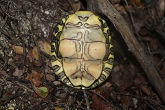 Trachemys venusta venusta