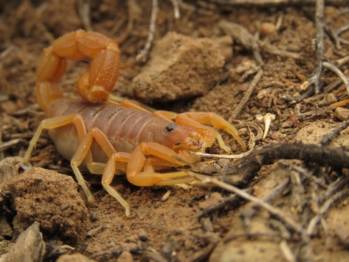 Drab Thicktail Scorpion
