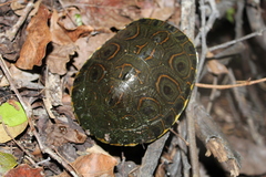 Trachemys venusta venusta