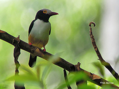 Prionops caniceps caniceps