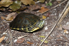 Trachemys venusta venusta
