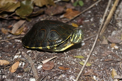 Trachemys venusta venusta