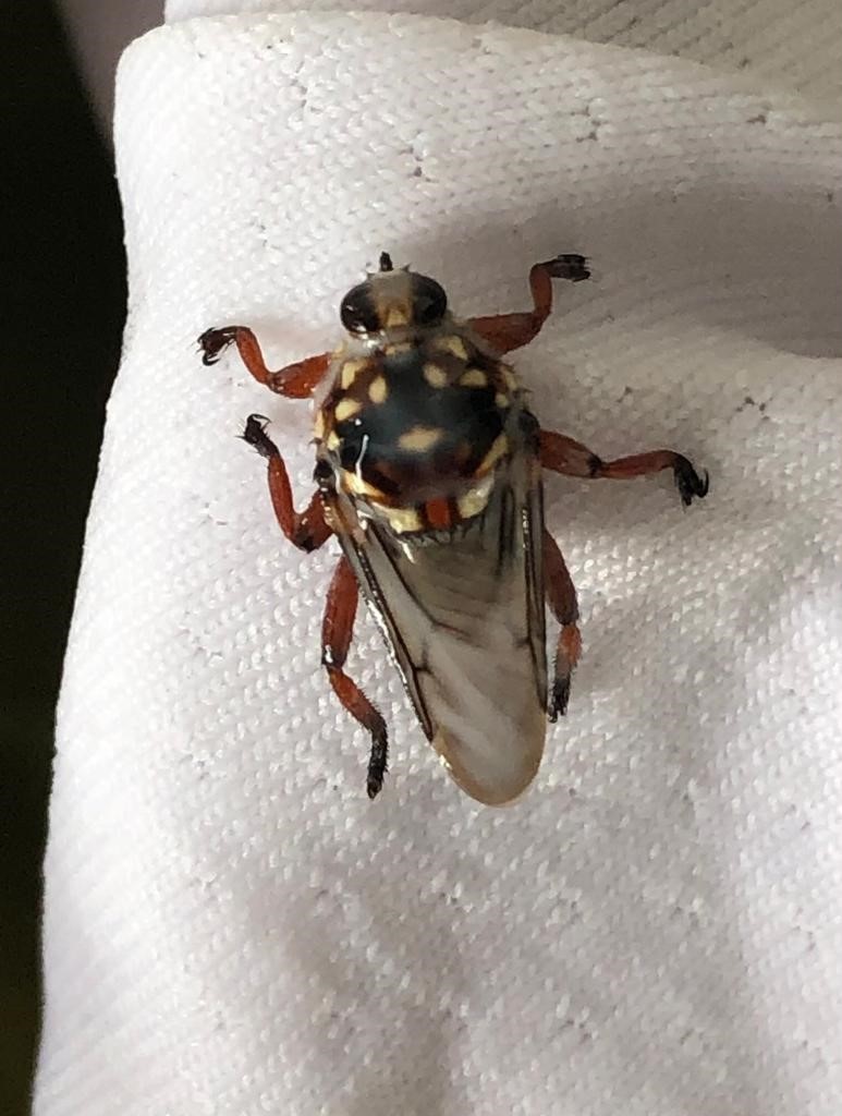Cow Fly Insect Cattle Louse Fly from Herolds Bay, South Africa on February 13, 2021 at ...