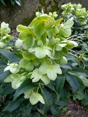 Helleborus viridis viridis