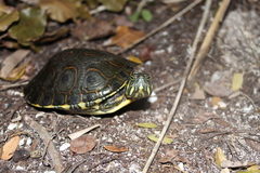 Trachemys venusta venusta