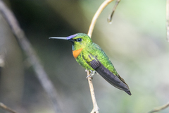 Heliodoxa aurescens