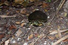 Trachemys venusta venusta