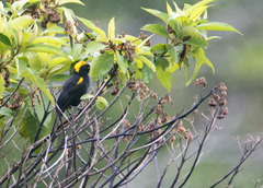 Icterus cayanensis chrysocephalus