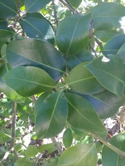 Ilex × altaclerensis