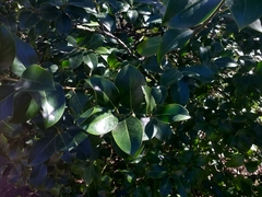 Ilex × altaclerensis