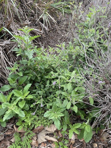 iNaturalist observation photo of Verbena Family