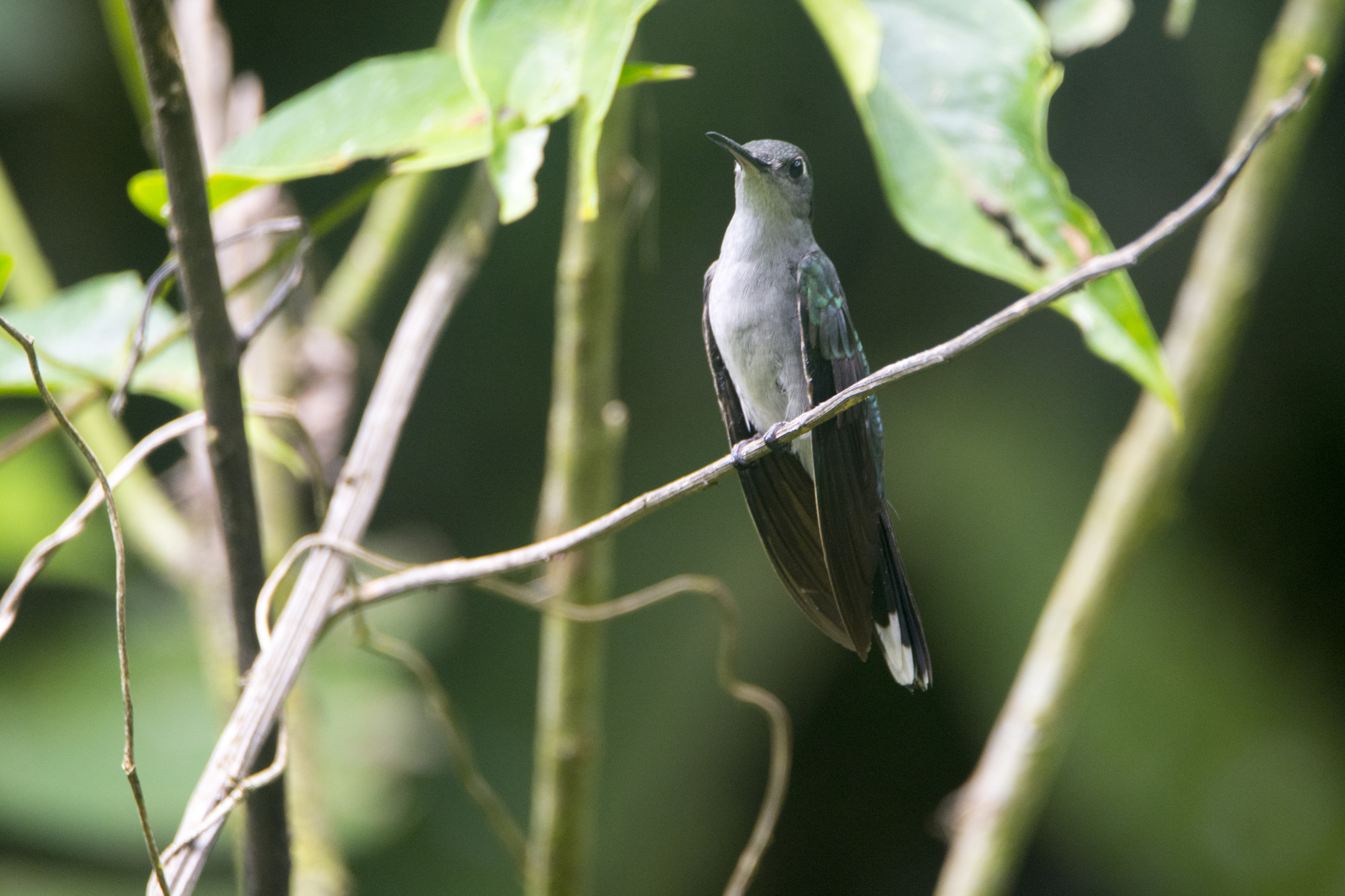 Grey-breasted Sabrewing illustration