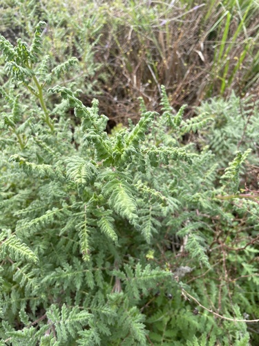 iNaturalist observation photo of Ramosissimae