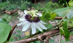 Passiflora edulis