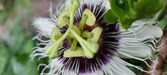 Passiflora edulis