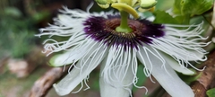 Passiflora edulis