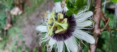 Passiflora edulis
