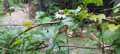 Passiflora edulis