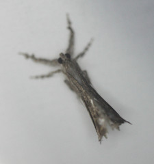 Masca abactalis