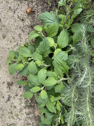 iNaturalist observation photo of Mints, Plantains, Olives, and Allies